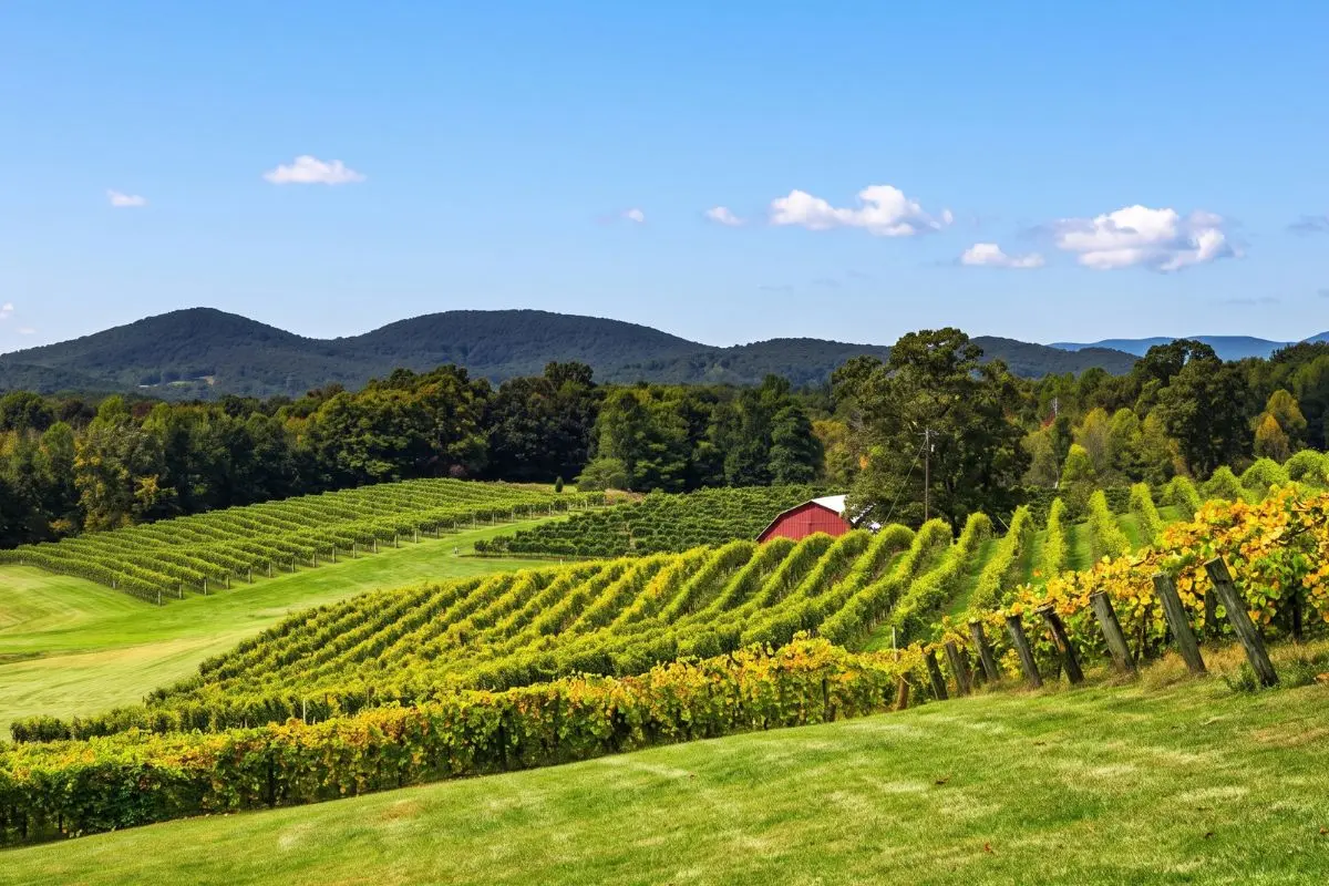 Vineyard rows and mountain scenery in Dahlonega, Georgia wine country